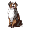 Australian Shepherd tea dog