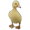 Poussin, mignon, mignon