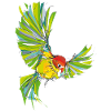 Lovebird
