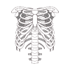 Skeleton