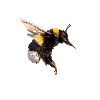 Bumblebee