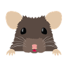Joli rat raté