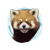 rire panda rouge asie Chine