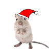 Gerbil with Christmas cap