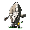 grazing cow