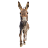 Donkey