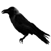 corbeau