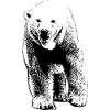 Polar Bear - Eisbär
