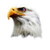 Usa Eagle Patriot Flag Gift