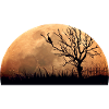 cat moon