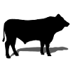 taureau