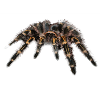 Spider bird spinner