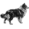 Collie