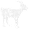 Chèvre blanche