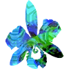 Phantom orchidee