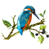 Eisvogel Vogel