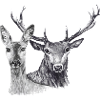 Chevreuil et Cerf