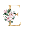 Alphabet E