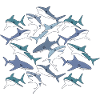 Sharks circle