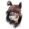 Alpaka Alpaca Kamel