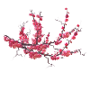 sakura