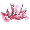 sakura