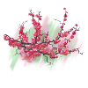 sakura
