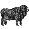 Fat ram