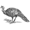 Light turkey