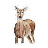 Roe deer