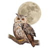 Hibou mystérieux