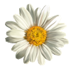 chamomile