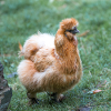 Dwarf-silky chicken (Dwarf silk chicken)