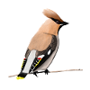 jz.birds waxwing bird design