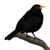 jz.birds blackbird bird design