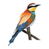 jz.birds bee-eater bird design