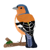 jz.birds chaffinch bird design