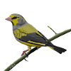 jz.birds Grünfink Vogel Design