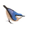 jz.birds nuthatch bird design