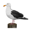 jz.birds seagull bird design