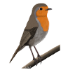 jz.birds robin bird design