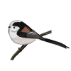 jz.birds long-tailed tit bird design