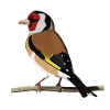 jz.birds goldfinch bird design