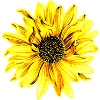 Flower ❀ Yellow flower