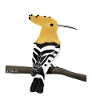 jz.birds hoopoe bird design