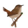 jz.birds wren bird design