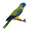 jz.birds parakeet bird design