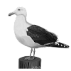 jz.birds seagull bird design illustration