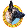 belgian sheperd malinois mali