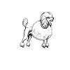 poodle